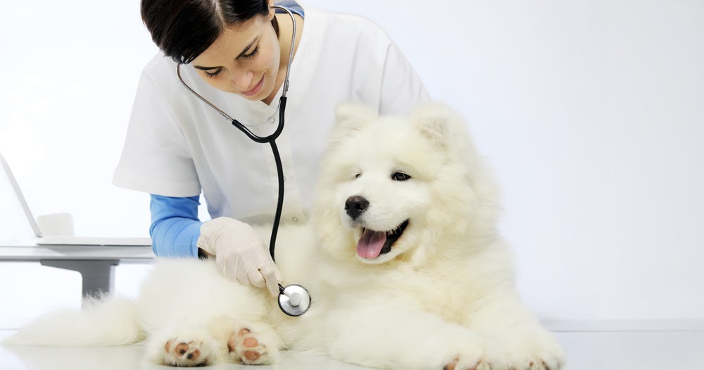 Making Vet Visits Less Stressful is Essential, and Here's What We Can
