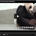 Heartbreaking First Meeting of Mother Panda and Her Baby