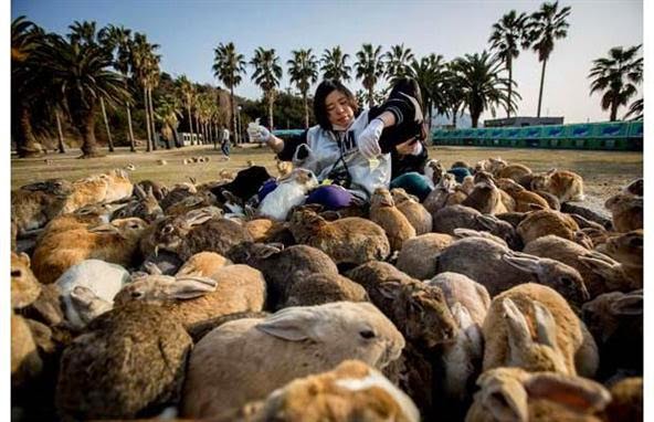 Pulau kelinci di Jepang Pulau kelinci di Jepang
