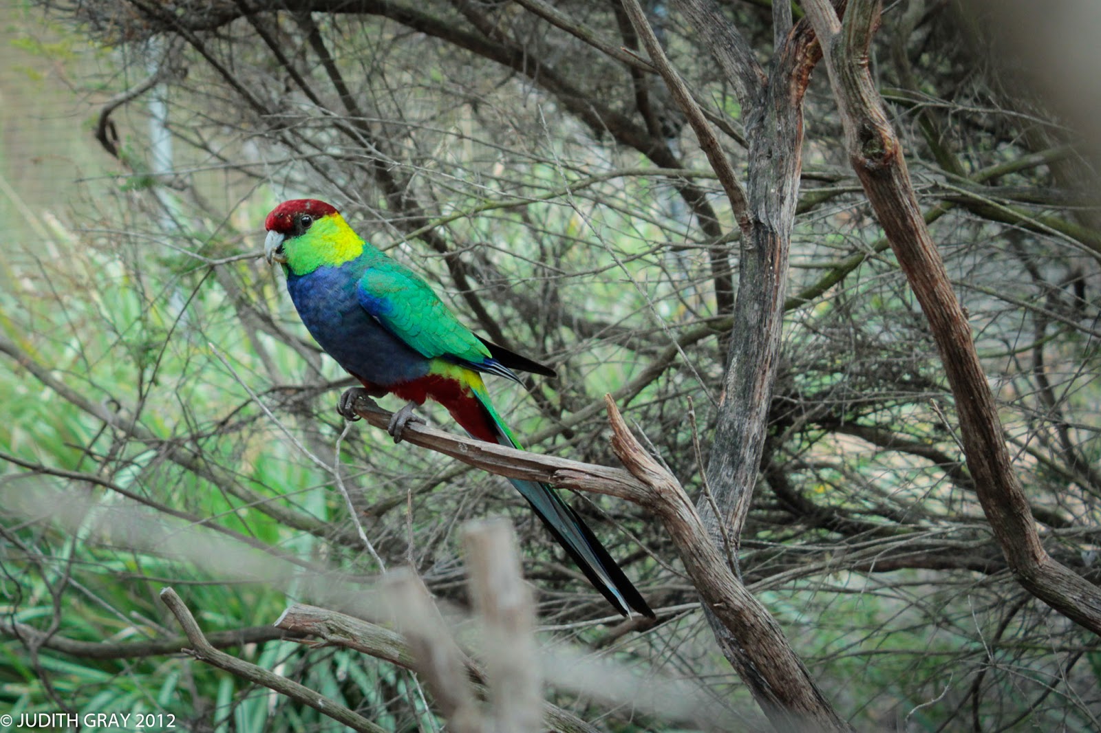 Rainbow Jungle Parrot Zoo, Kalbarri, WA
