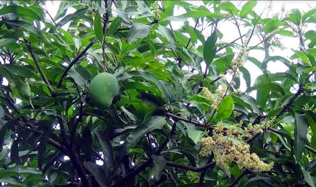 Mangule is spreading on the uneven tree spreading the aroma of mukul in Gaibandha গাইবান্ধায় মুকুলের সুবাস ছড়িয়ে অসময়ে গাছে দুলছে আম