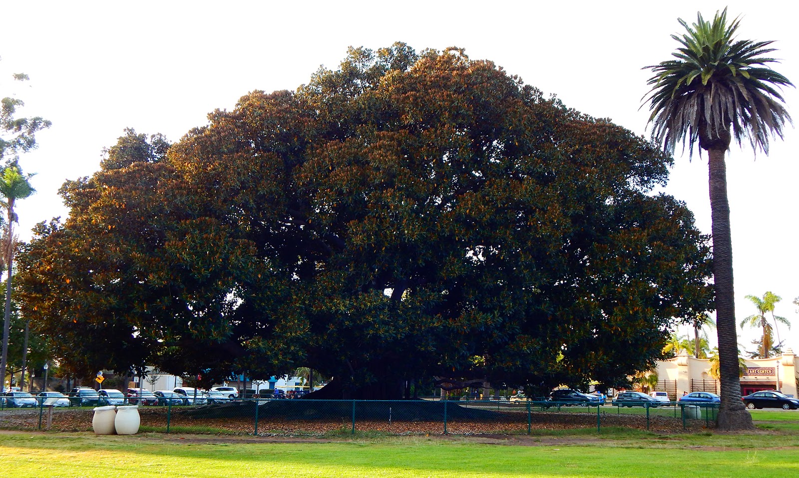 Pauca Verba The Fig Tree, Withered and Restored