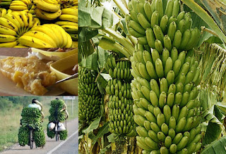 Bananas , Popular Fresh fruits in Uganda. Matoke