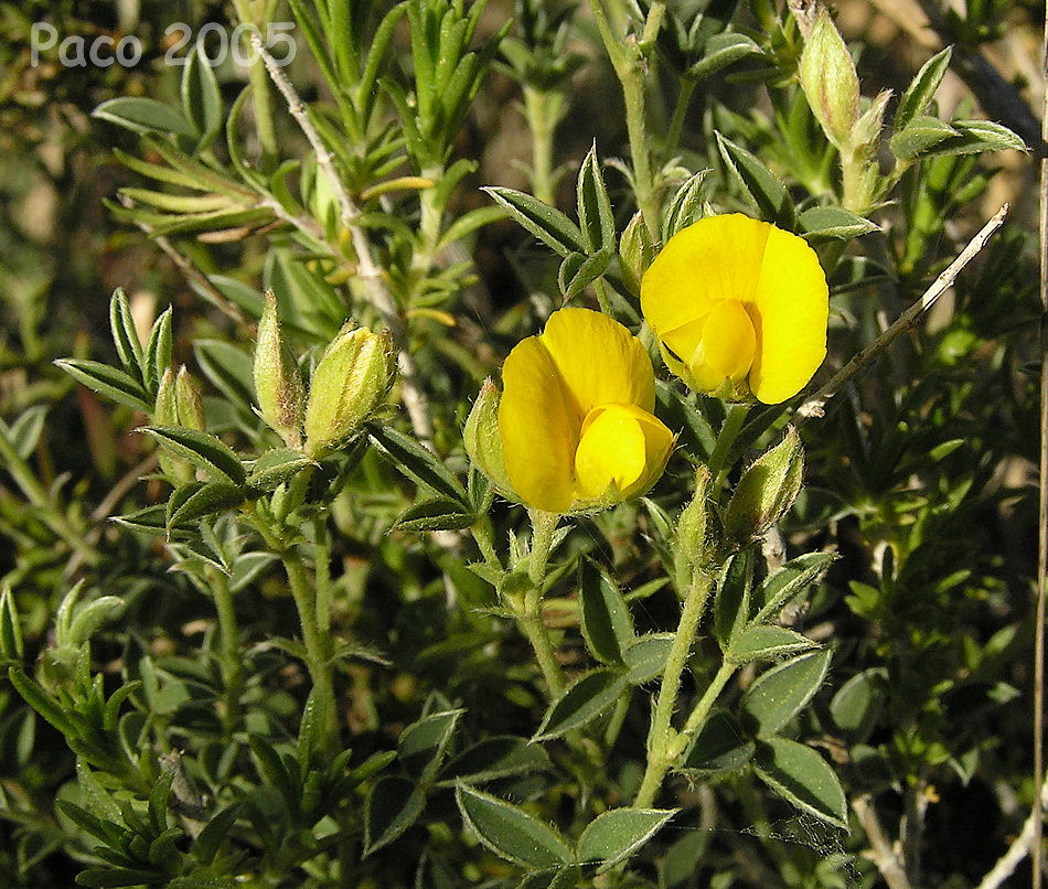 Florula gaditana Argyrolobium zanonii subsp. zanonii