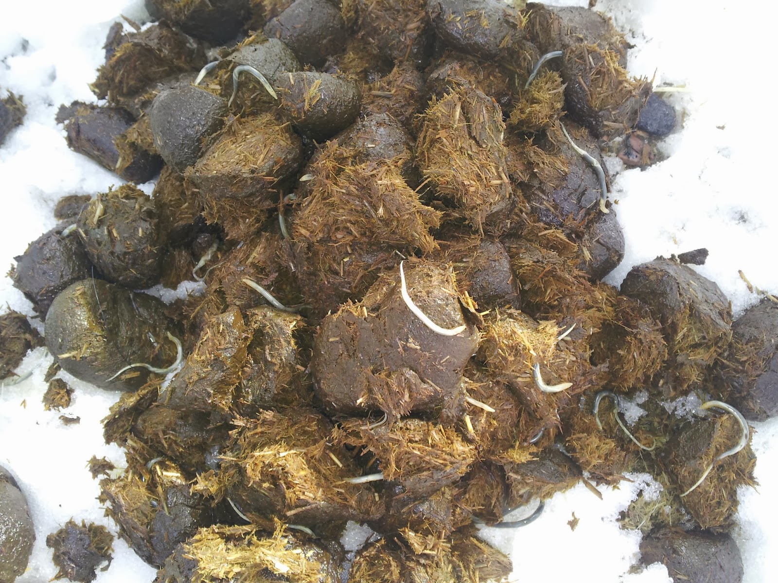 Galsi o Nickis Blogg Tillbakablick 2013