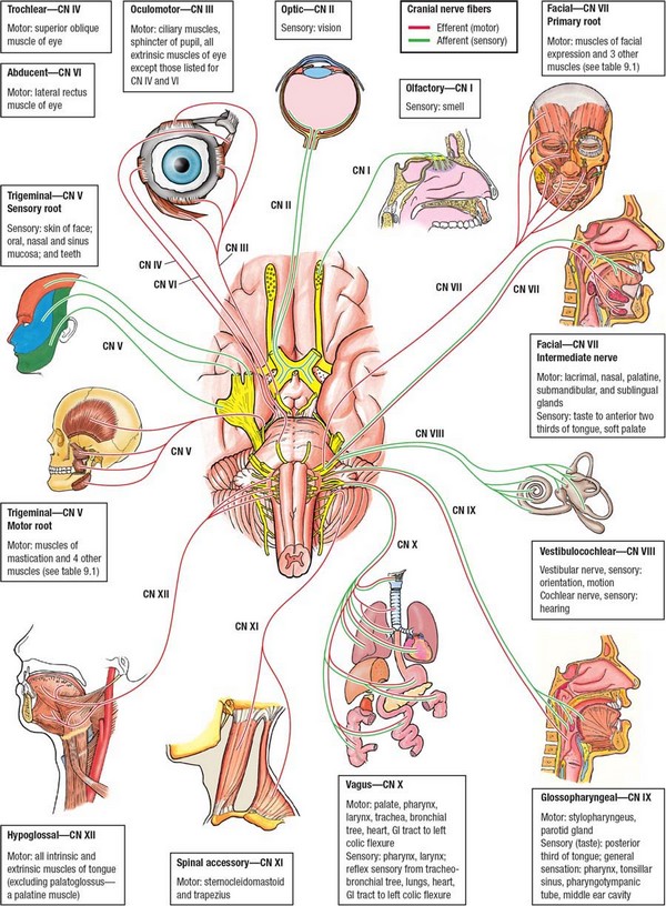Cranial Nerves Mnemonic Song - MedchromeTube