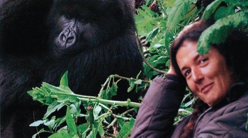 Animalia: Gorilles dans la brume, de Dian Fossey