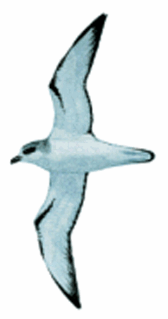 petrel chileno Pterodroma defilippiana