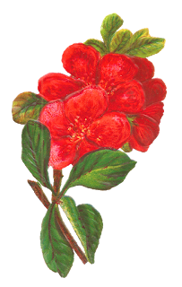 digital flower image botanical art flower branch illustration