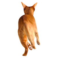 Free Cat Images: Free running cat png - running cat cut out - freebie