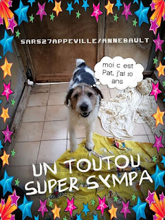 PATt - fox terrier 12 ans - (aveugle) Refuge de l'Esperance à Appeville Annebault (27) HOST