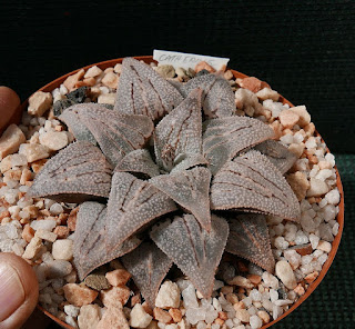 Name: Haworthia