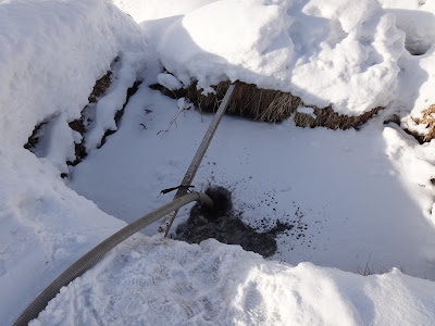 雪の中でも水やり