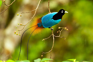 71 Koleksi Gambar Burung Cendrawasih Warna Biru Gratis