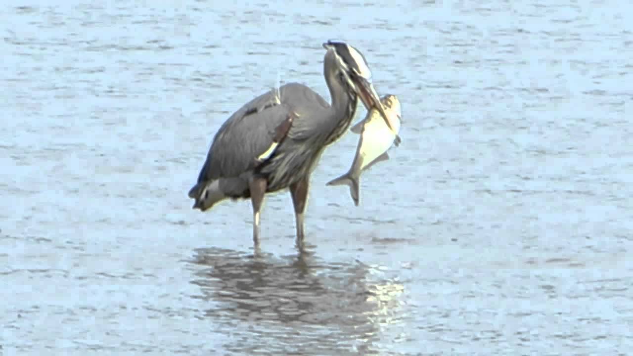 Bird In Everything Bird Feeding Fish