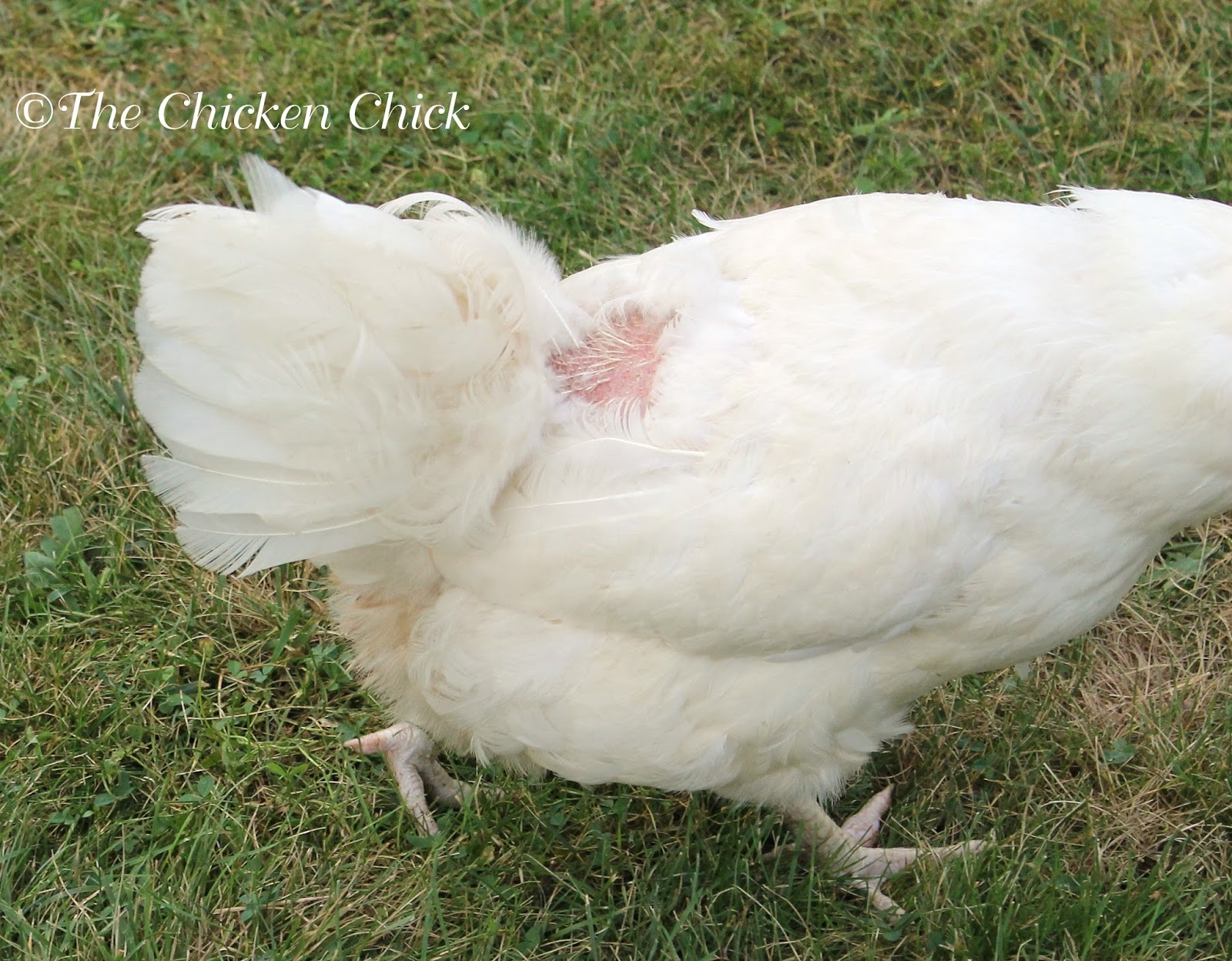 Chicken Feather Loss \u0026 Cannibalism: Causes \u0026 Solutions 