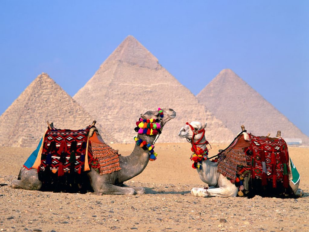http://4.bp.blogspot.com/-5lN63tBSjRA/TwF3N8twp0I/AAAAAAAAFlM/rh-npLVjuTg/s1600/egypt-cairo-camels-HD_wallpapers.jpg