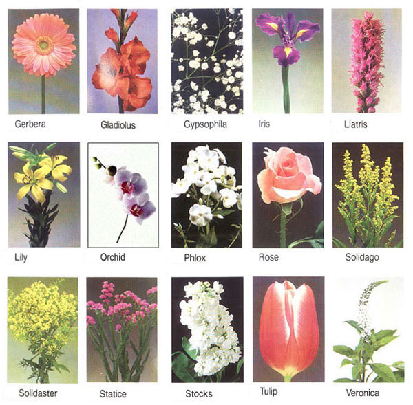 flower pictures and names flower pictures and names
