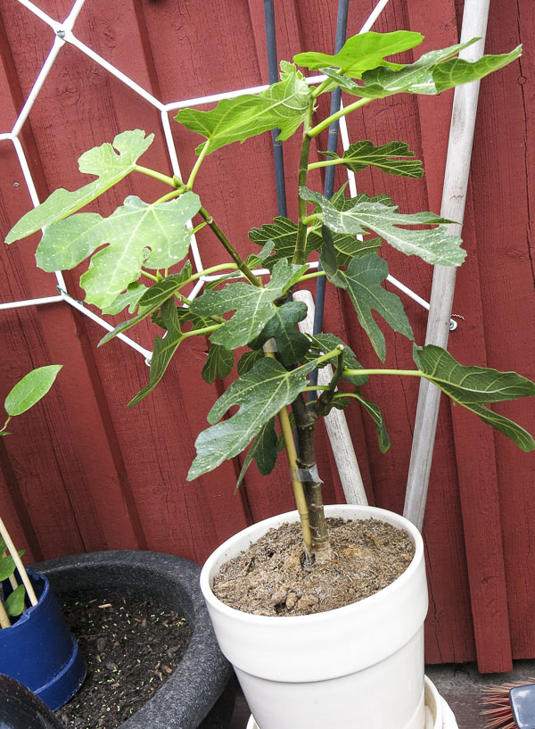 fikonträd, figtree fikonträd, figtree
