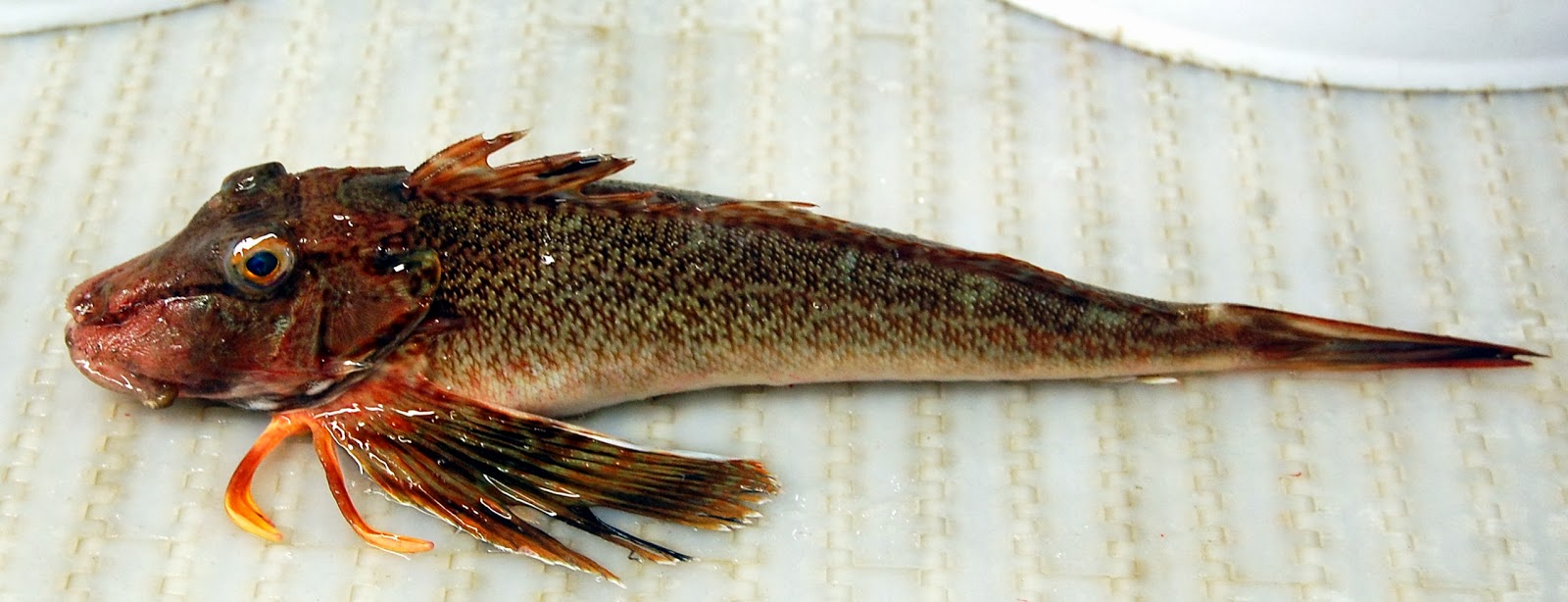 Northern Sea Robin Fishes World HD Images & Free Photos