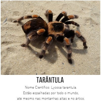 Tarantula