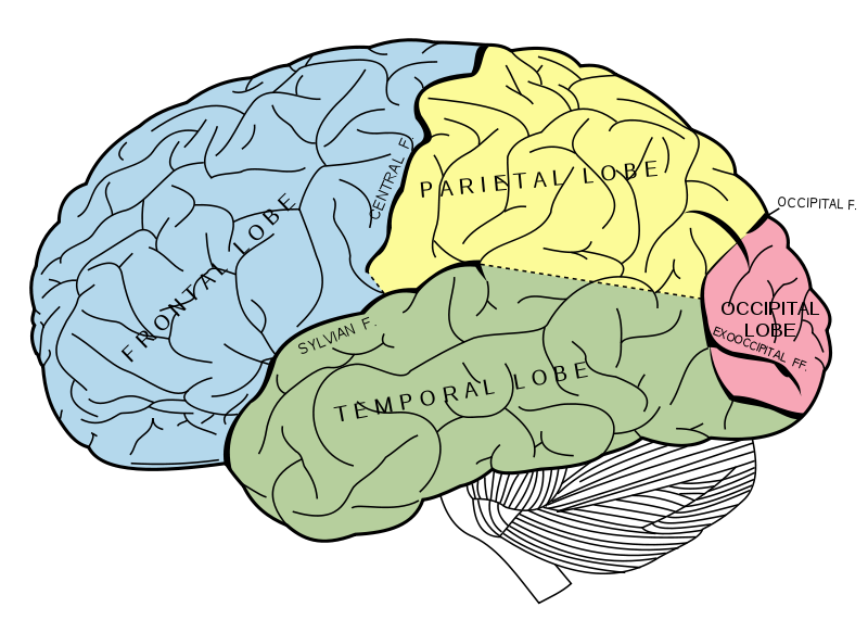 Сэтгэл Судлал: Биологийн сэтгэл судлал гэж юу вэ?