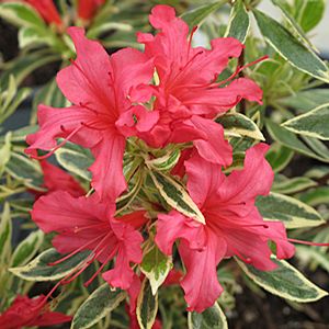 Studio Floral Dora Santoro: Azaleas