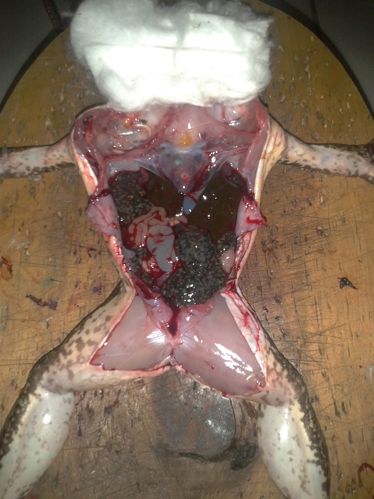 Gudang Nya Gudang Praktikum Biologi Mengenai Anatomi Katak