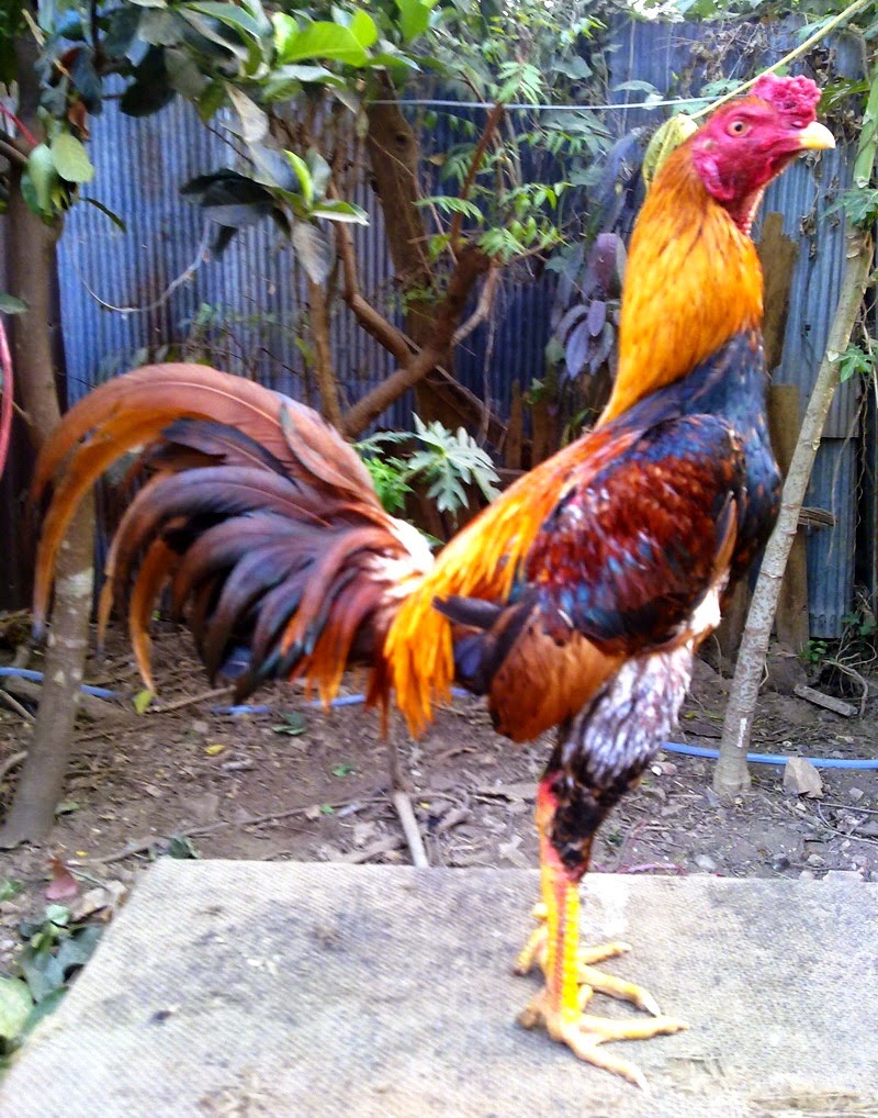 CIRICIRI KAKI AYAM ADUAN YANG KUAT DAN PUKUL KERAS