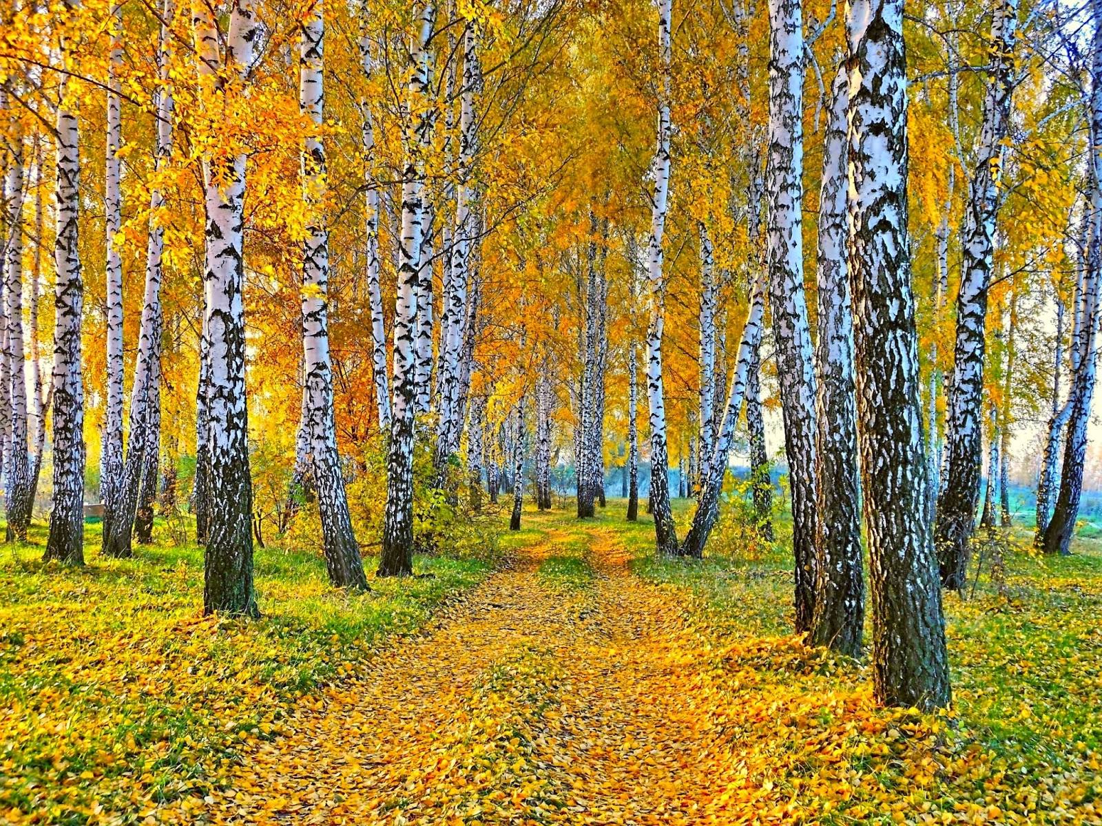 Berken in de herfst Achtergrond met berken bomen in de herfst