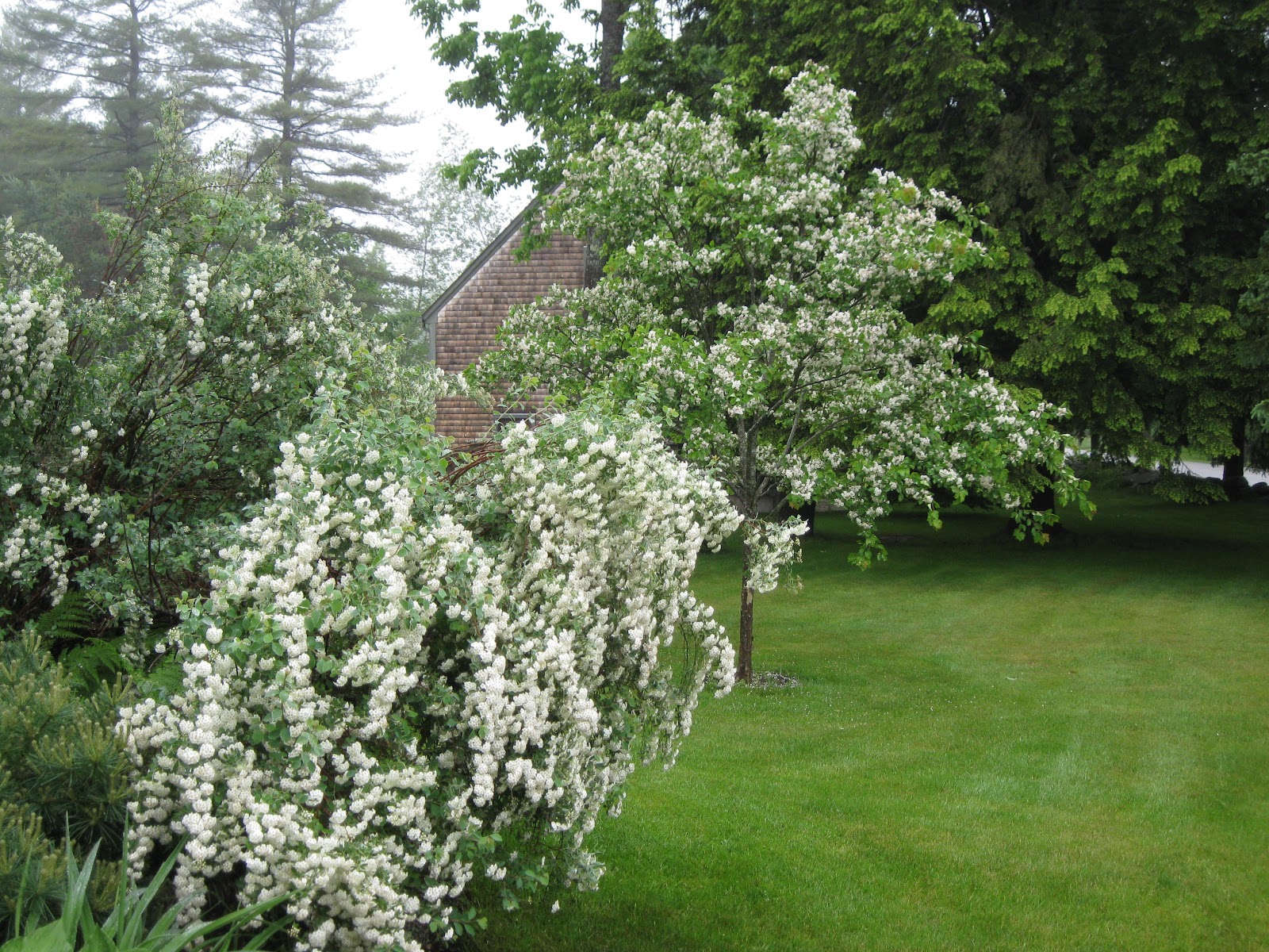 Bridal Wreath Spirea Size