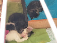 3 Kittens Sleep 3 Kittens Sleep