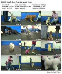 Dog Training Condition