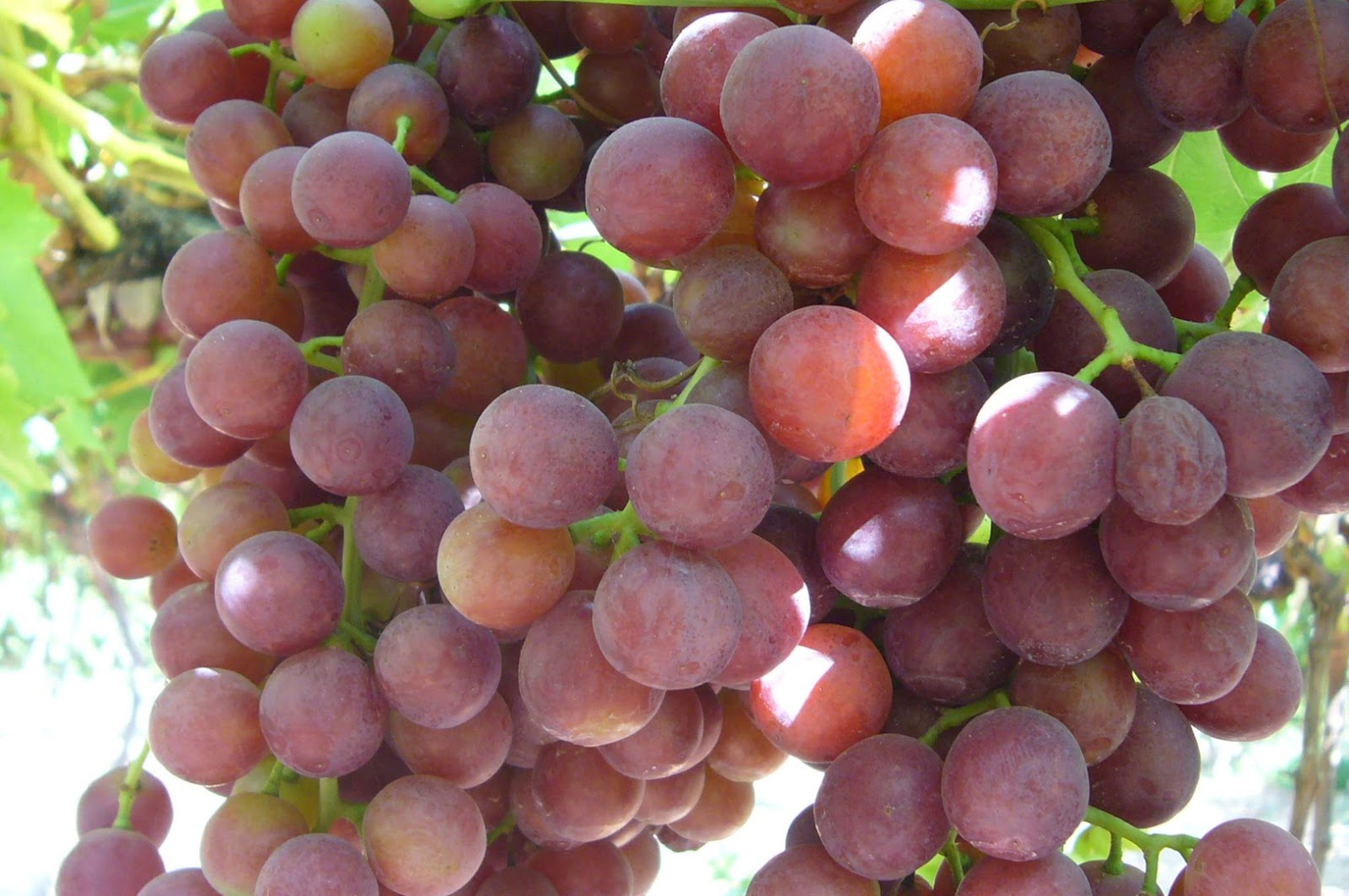 Purchase Fruits from Egypt Online at affordable price Purchase Fruits