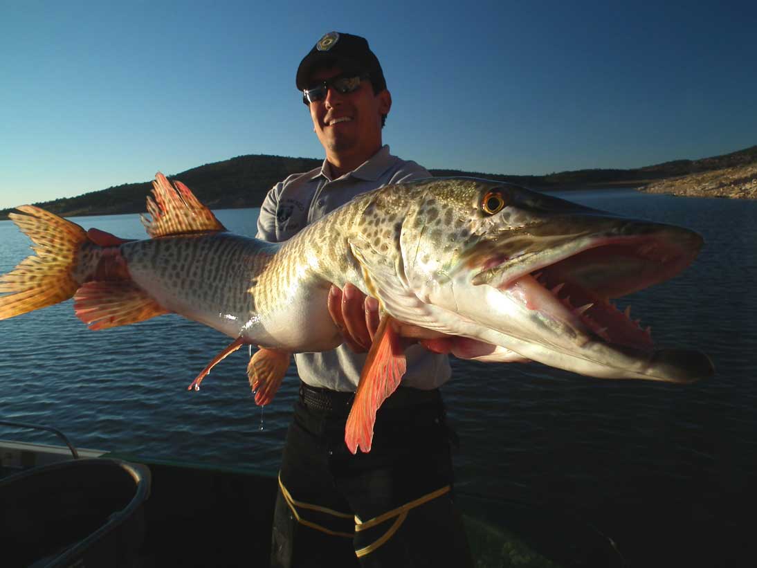 OUTDOORS NM Record Breaking, Trophy Sized Tiger Muskies at Bluewater Lake
