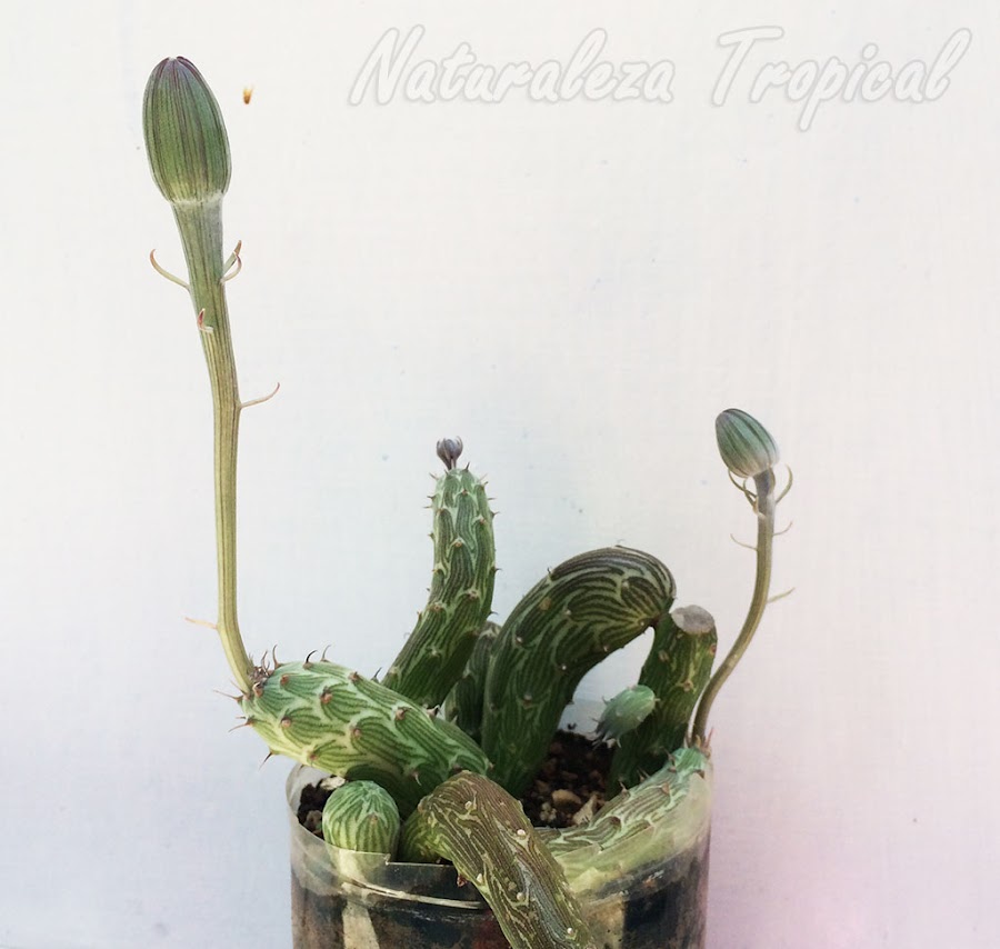 Vista de la planta suculenta Kleinia pendula en una vasija