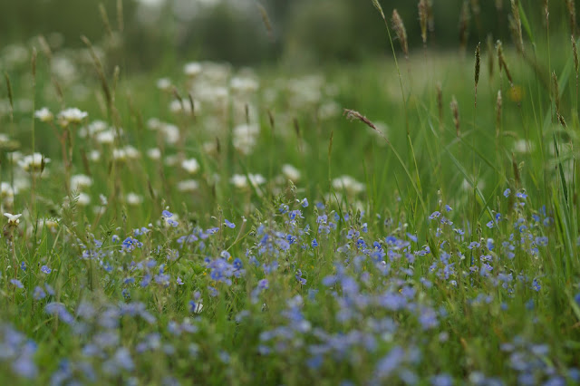wild flowers in May in the Norfolk countryside