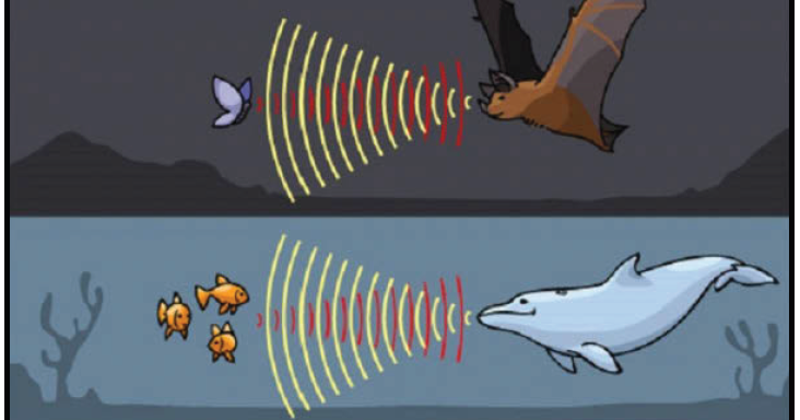 Katakita Sistem Sonar Dan Pemanfaatannya