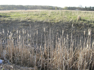 Morgonpromenad%2B%25282%2529 - Dagens morgonpromenad