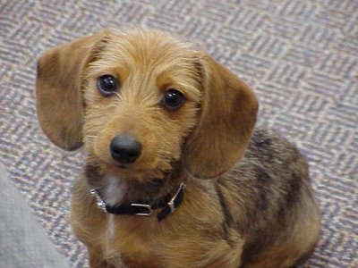 Picture Of A Dachshund: Wire Haired Miniature Dachshund