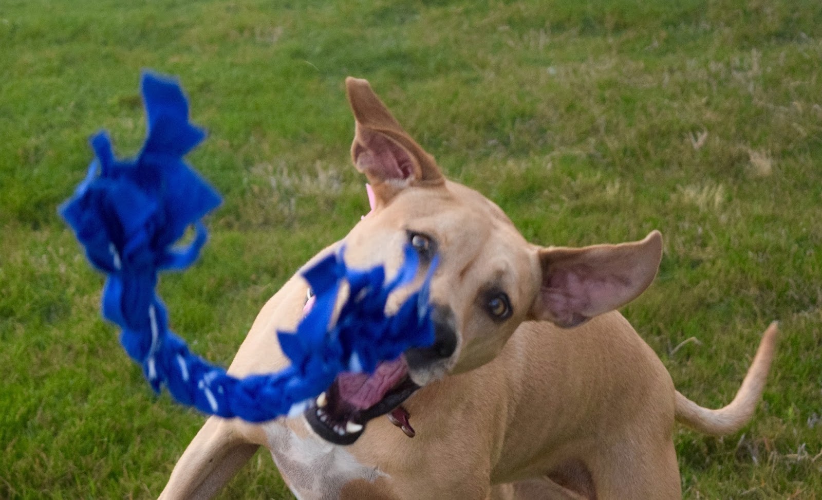 Voice Inflection Dog Training Voice Inflection Dog Training