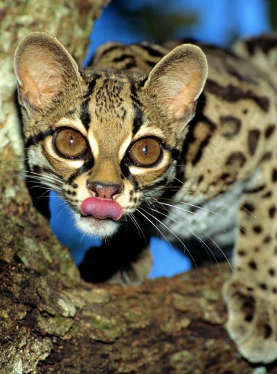 Margay Cat