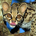 Margay Cat