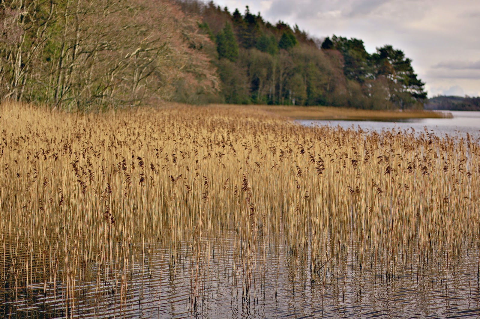 lake muckno, castleblayney, county monaghan, ireland