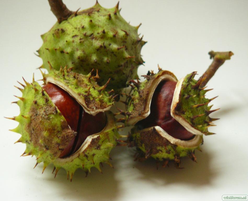 Gietjes Weetjes Het verschil tussen een wilde en tamme kastanje Gietjes Weetjes Het verschil tussen een wilde en tamme kastanje