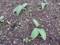 Allotment Growing - Comfrey Fertiliser