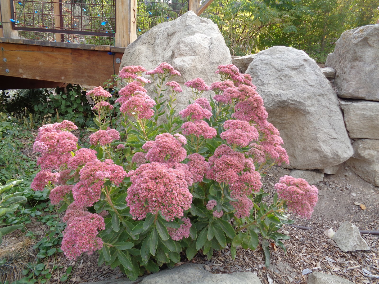 Thrifty Mom In Boise Exploring Our Town Botanical Gardens