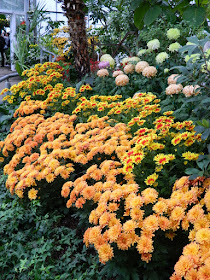 Massed orange and yellow chrysanthemums at 2016 Allan Gardens Conservatory  Fall Chrysanthemum Show by garden muses-not another Toronto gardening blog