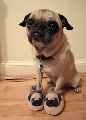 Perro con pantunflas - Dog and slippers