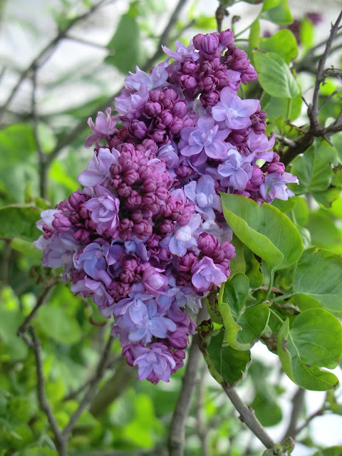 mauve lilacs in garden in Holland